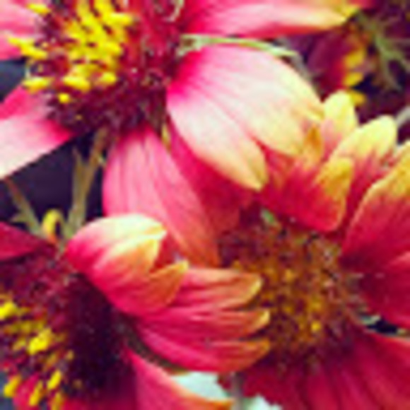 Meet your Posher, Sierra - Picture 1 of 1